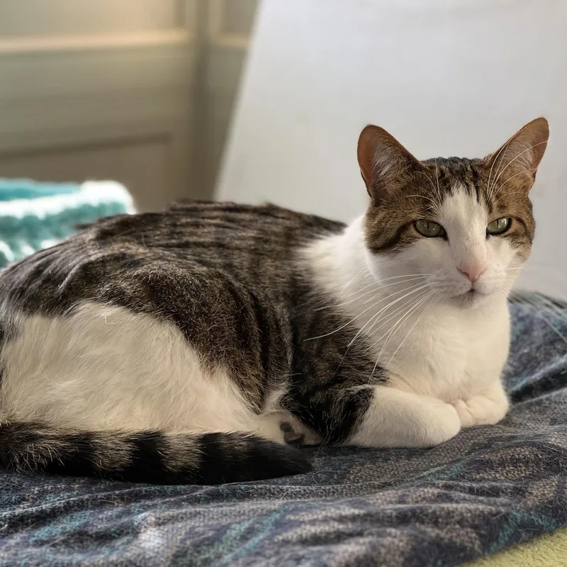 Snickers thumbnail 2