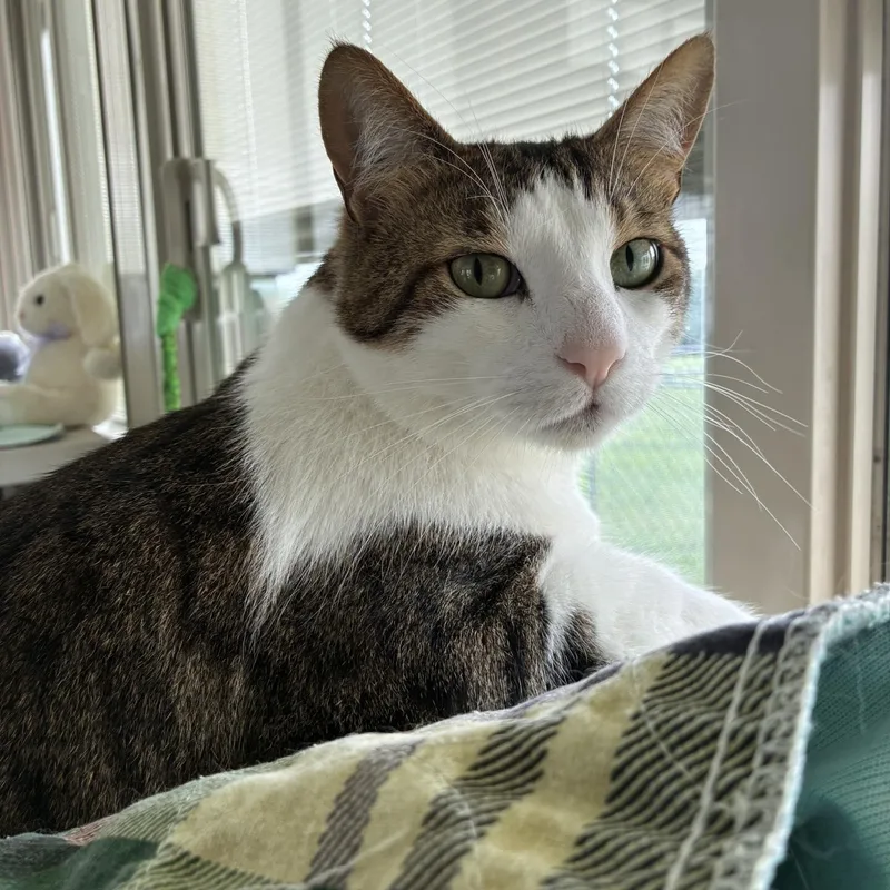 Snickers thumbnail 3