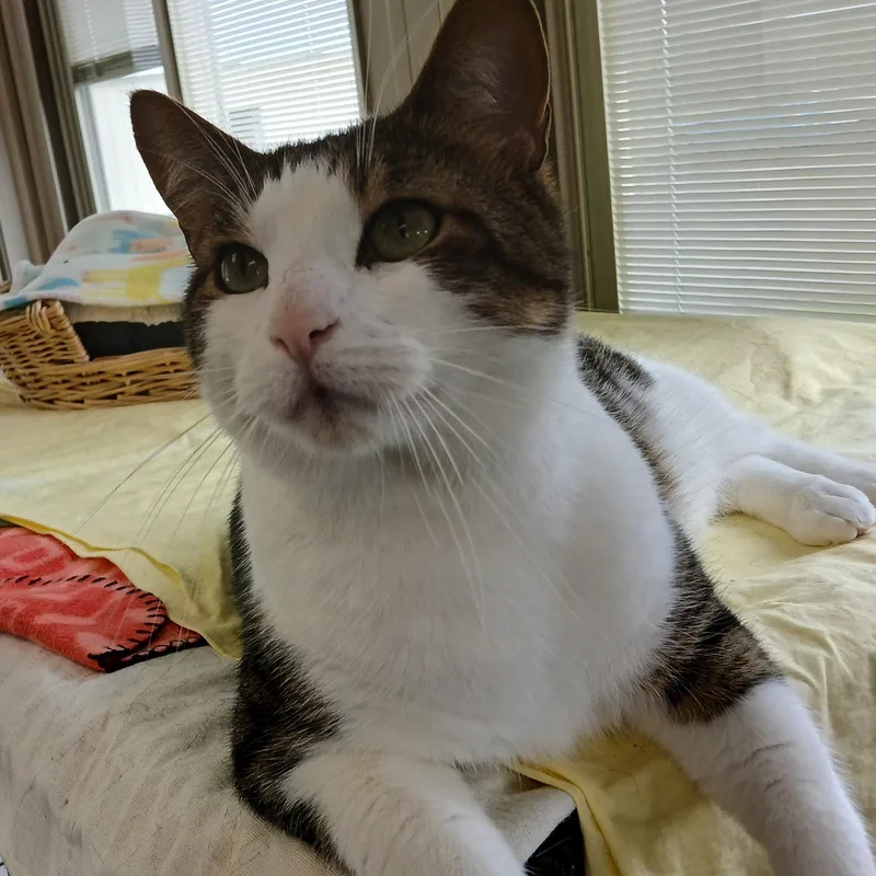 Snickers thumbnail 4