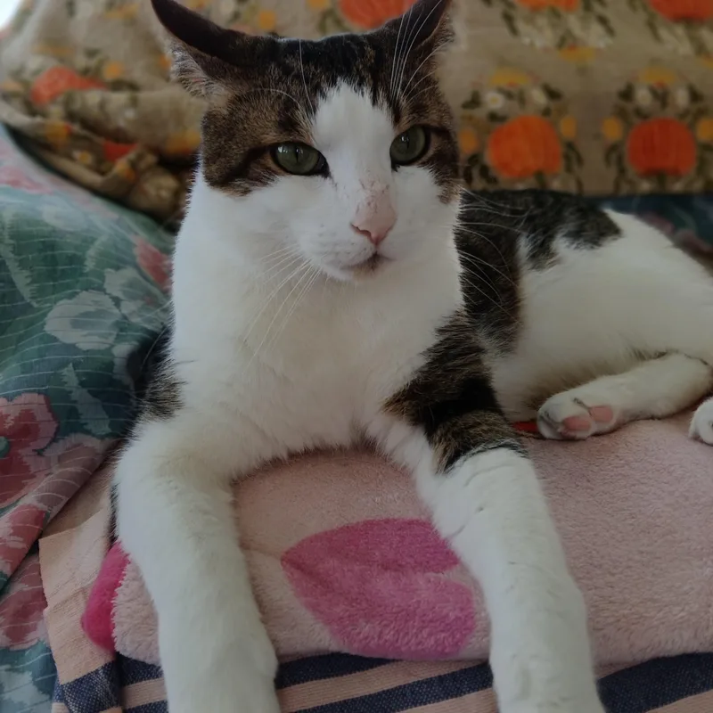 Snickers thumbnail 5