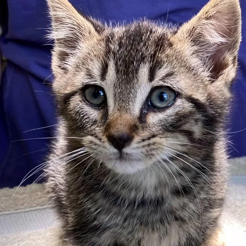 A baby medium-sized male Tabby (Brown / Chocolate) Domestic Short Hair cat named Wasabi for adoption in Hudson, NY