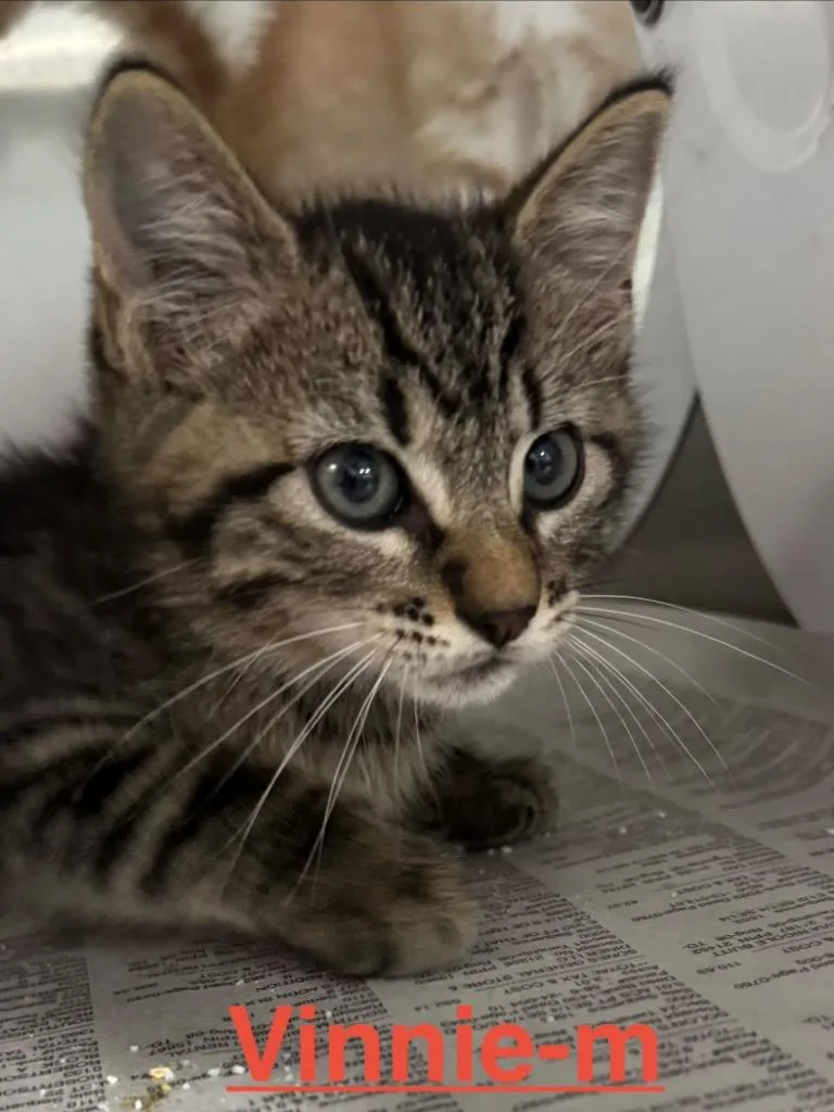A baby small-sized male Tabby cat named Vinnie for adoption in Brookhaven, MS