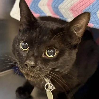 An adult medium-sized male Black Domestic Short Hair cat named Lightning for adoption in Lansing, MI