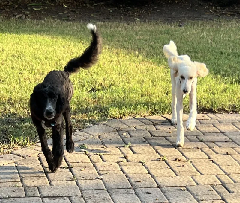 A baby medium-sized female Aussiedoodle dog named Dolly for adoption in Bellaire, TX