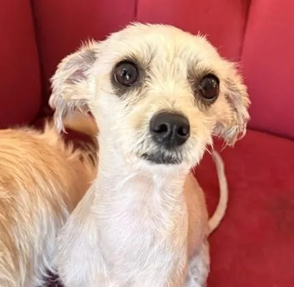 An adult small-sized female Chihuahua dog named Hazel for adoption in Santa Rosa, CA