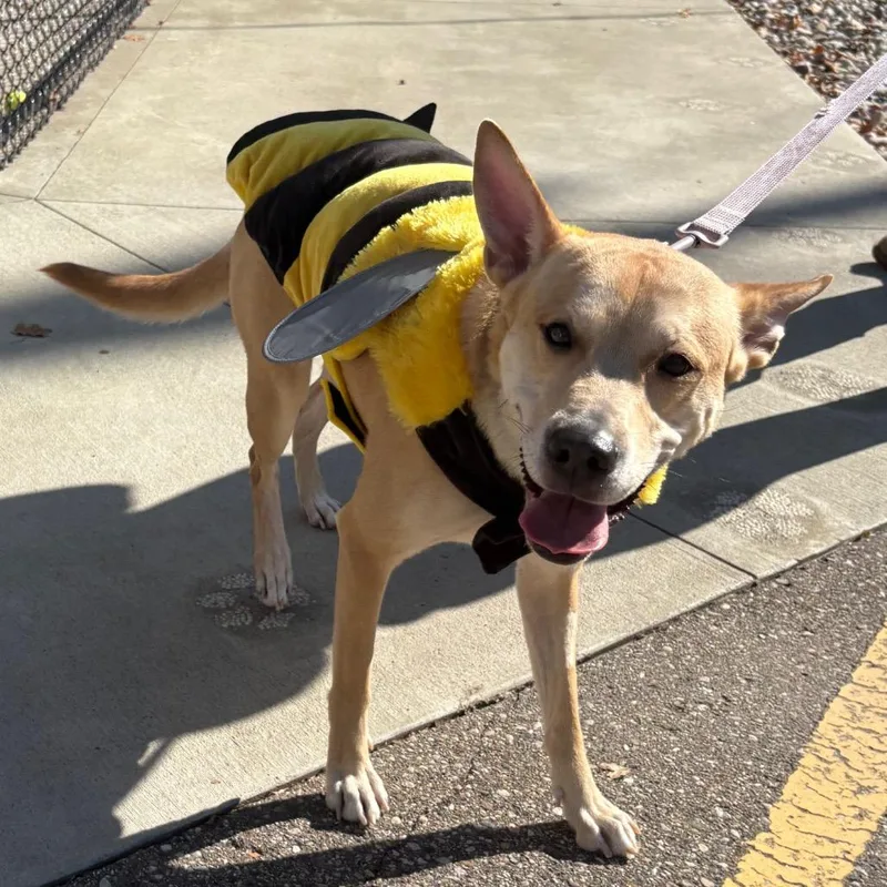 An adult medium-sized female Carolina Dog dog named Baby Girl for adoption in Fenton, MI