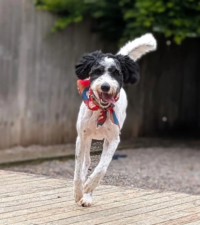 Doodle Buddy thumbnail 2