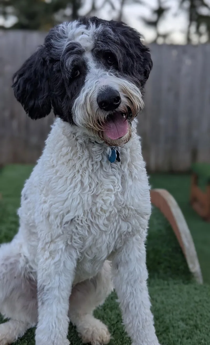 Doodle Buddy thumbnail 3