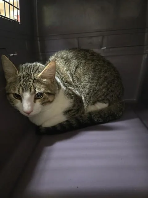 A young medium-sized male Domestic Short Hair cat named Meowth for adoption in Santa Maria, CA