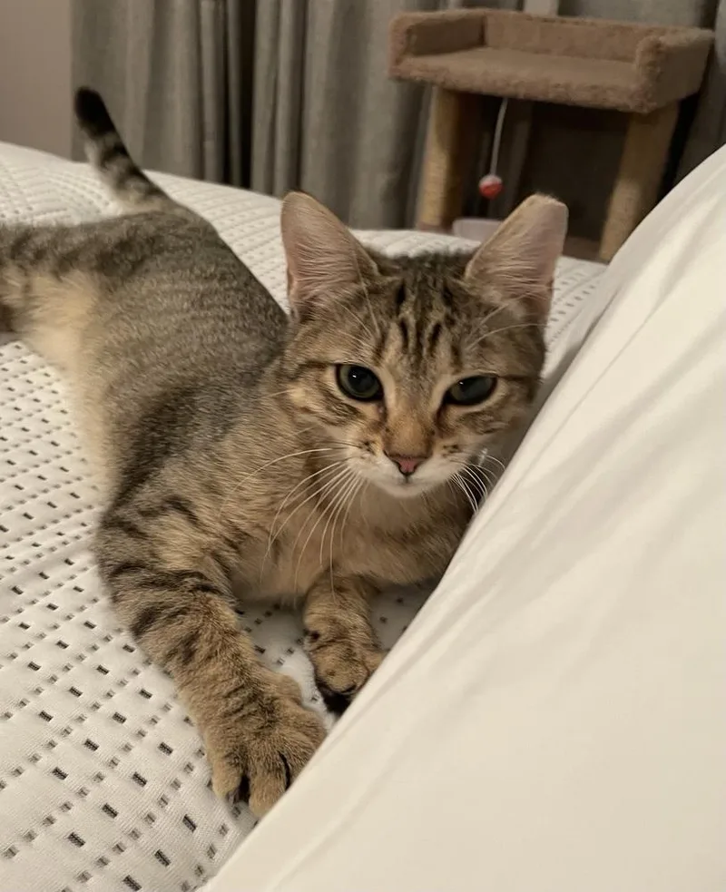 A young small-sized female Brown / Chocolate Tabby cat named Mimi for adoption in Saint Augustine, FL