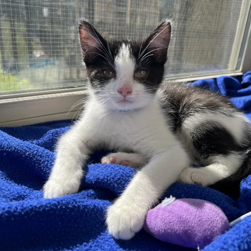 A baby small-sized male White Domestic Short Hair cat named Snoopy for adoption in Delaware, OH