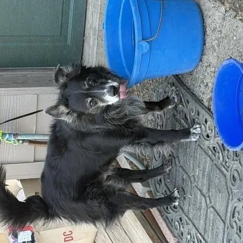 An adult medium-sized male Black Border Collie dog named Jazzy for adoption in Madras, OR