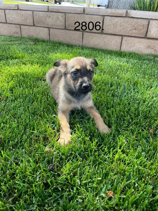 A baby medium-sized male German Shepherd Dog dog named George for adoption in Victorville, CA