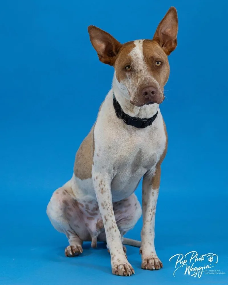A young large-sized male Cattle Dog dog named Calvin for adoption in Claremore, OK