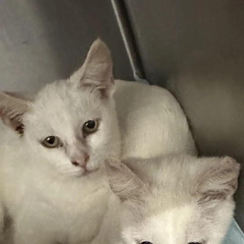 A baby small-sized female Domestic Short Hair cat named Meowzers for adoption in Corbin, KY