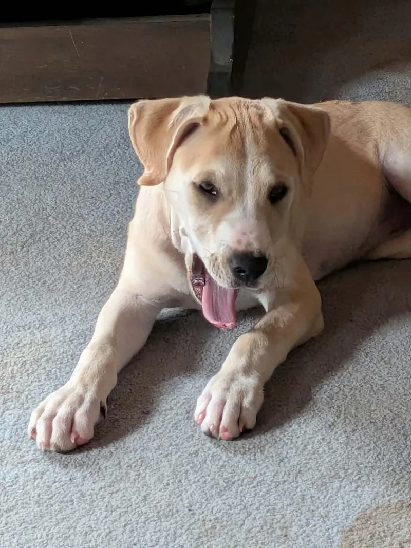 A baby medium-sized female Yellow Labrador Retriever dog named Little Nellie for adoption in Carmel, NY
