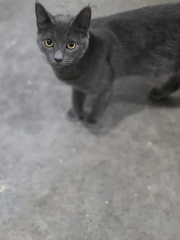 A young medium-sized female Gray / Blue / Silver Domestic Short Hair cat named Smokey for adoption in Salisbury, NC