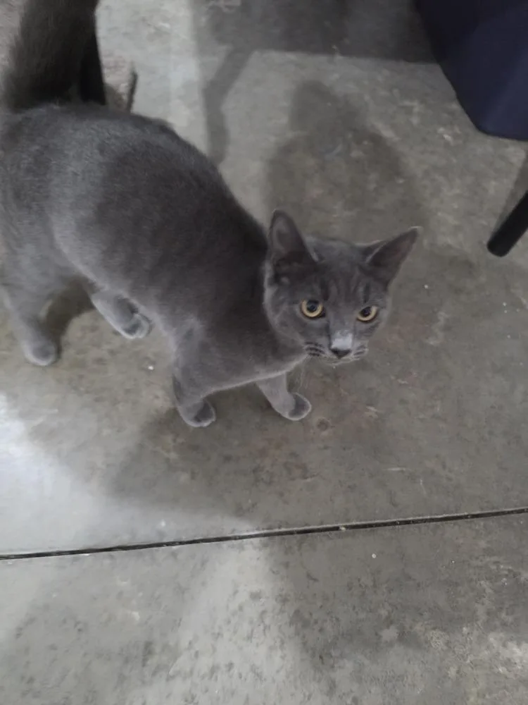 Smokey thumbnail 2
