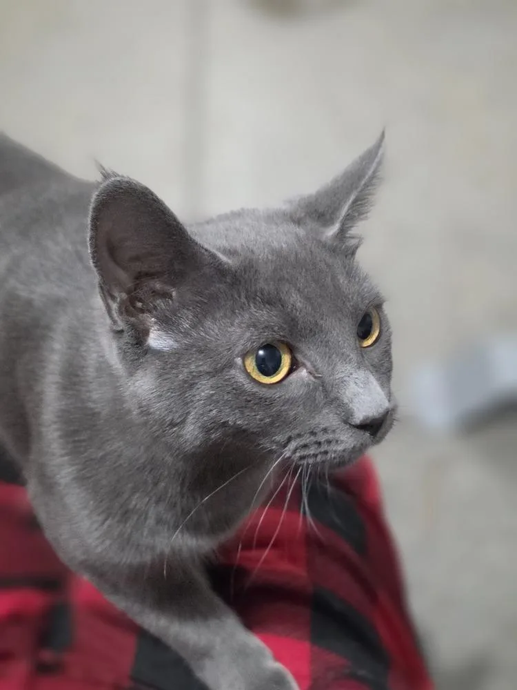 Smokey thumbnail 3