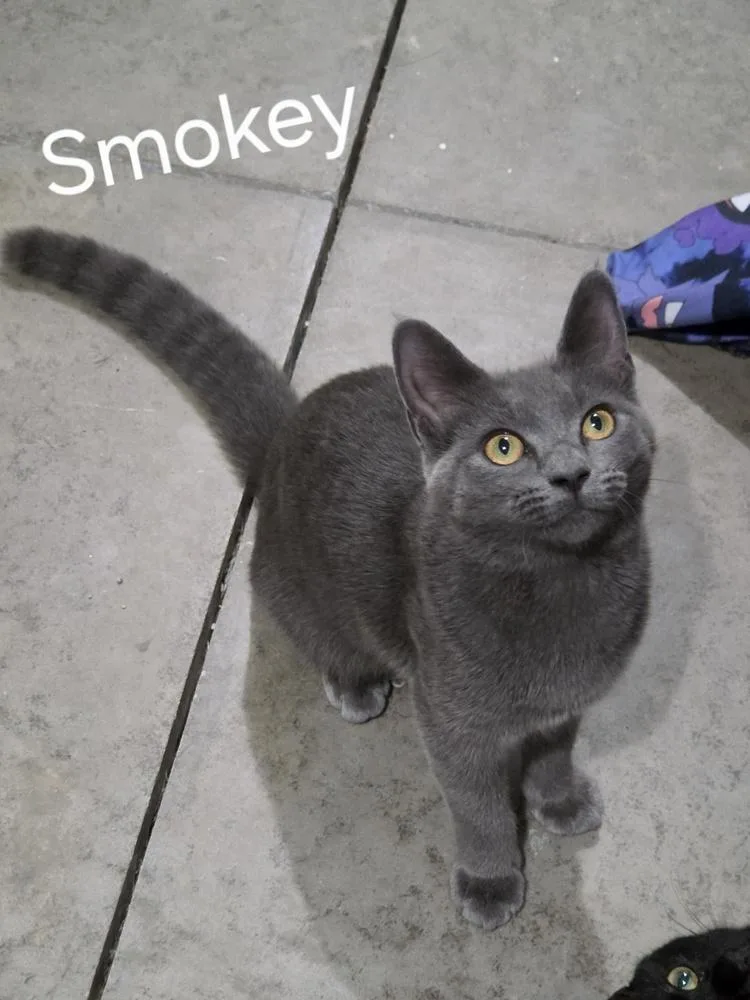 Smokey thumbnail 4