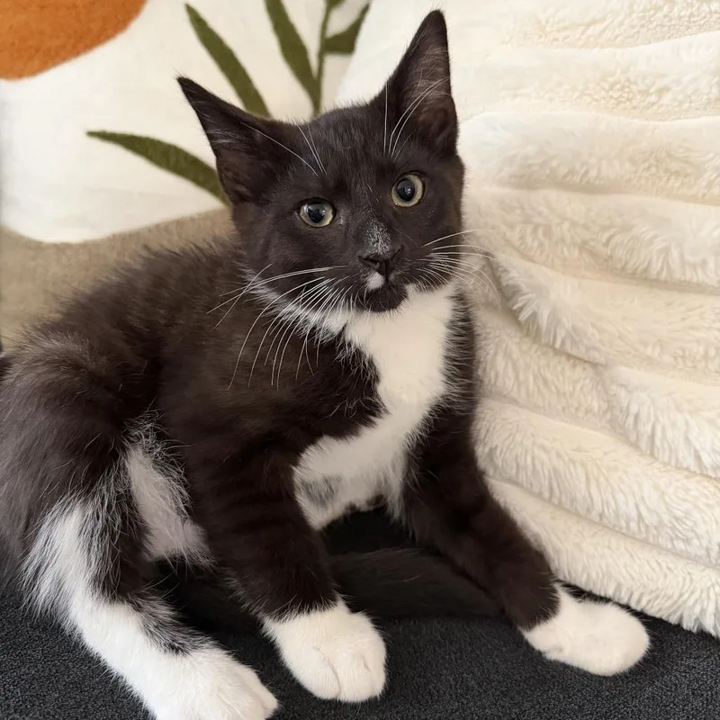 A baby medium-sized male Black Domestic Short Hair cat named Pugsley for adoption in Kennebunk, ME