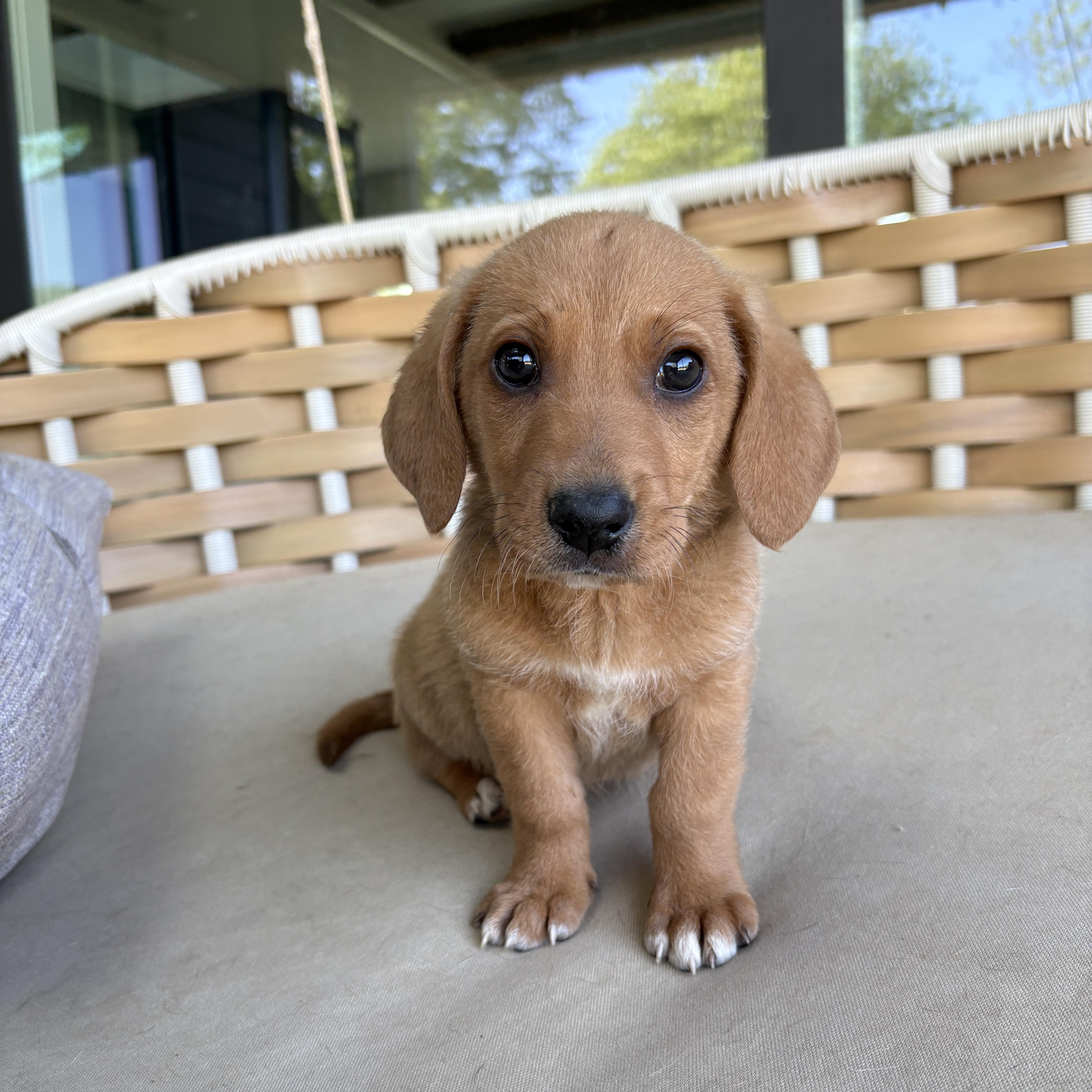A baby medium-sized male Mixed Breed dog named Flynn for adoption in Charlotte, NC