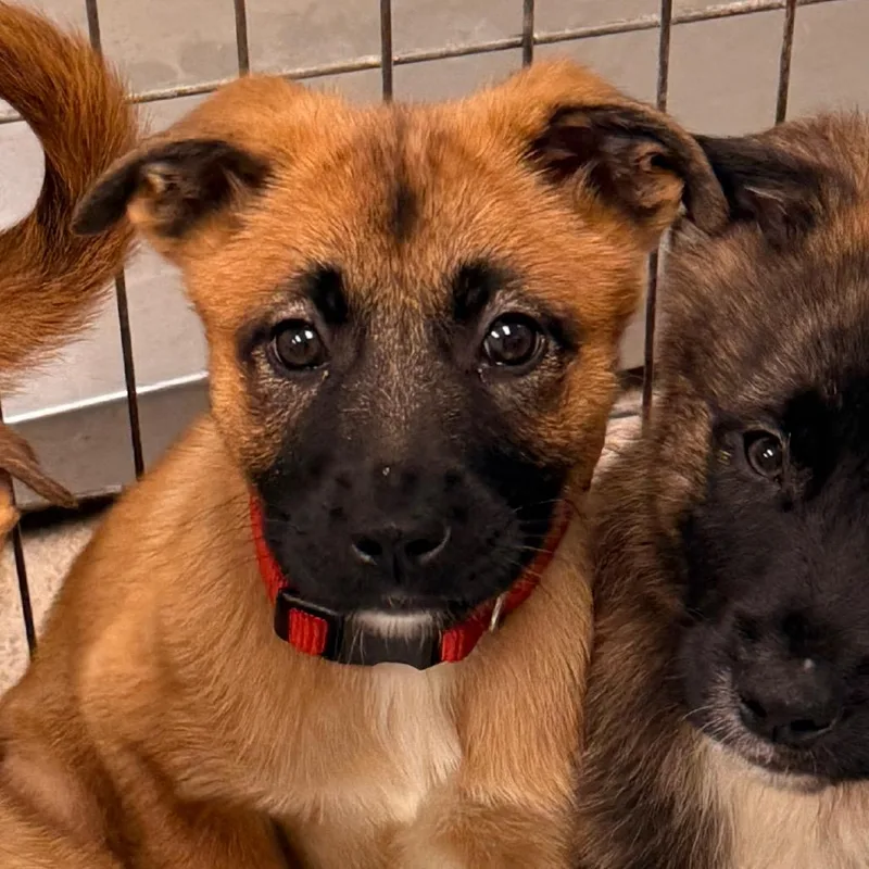 A baby medium-sized female Brown / Chocolate Shepherd dog named Sun Chip for adoption in Pasadena , MD