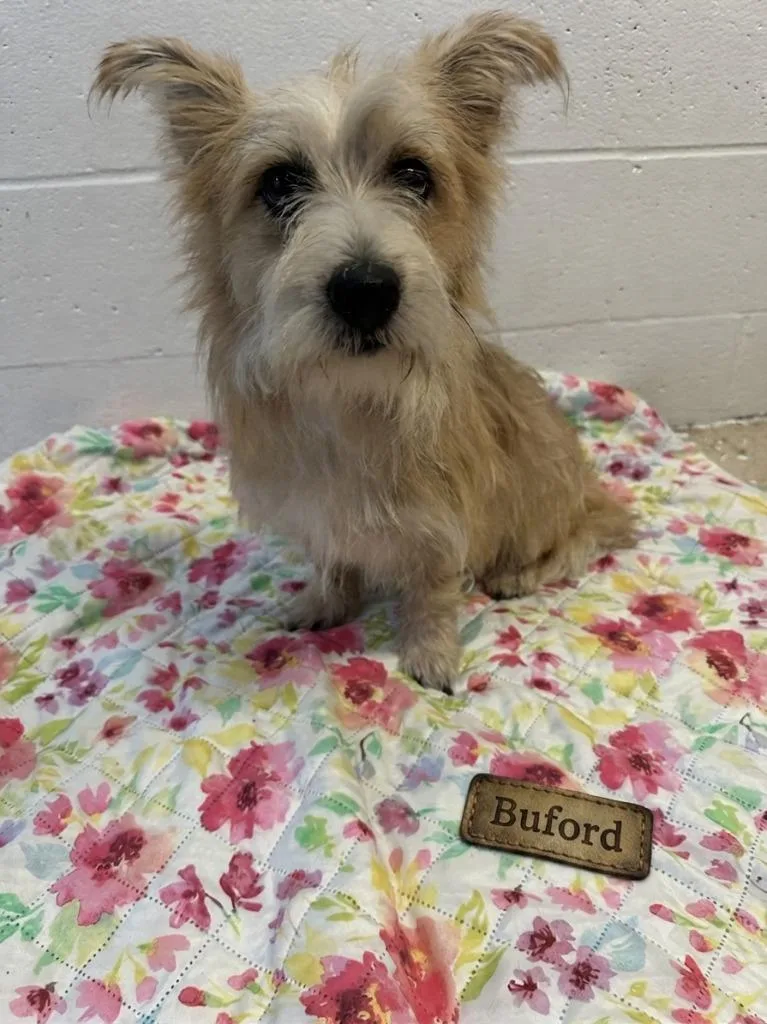 Buford