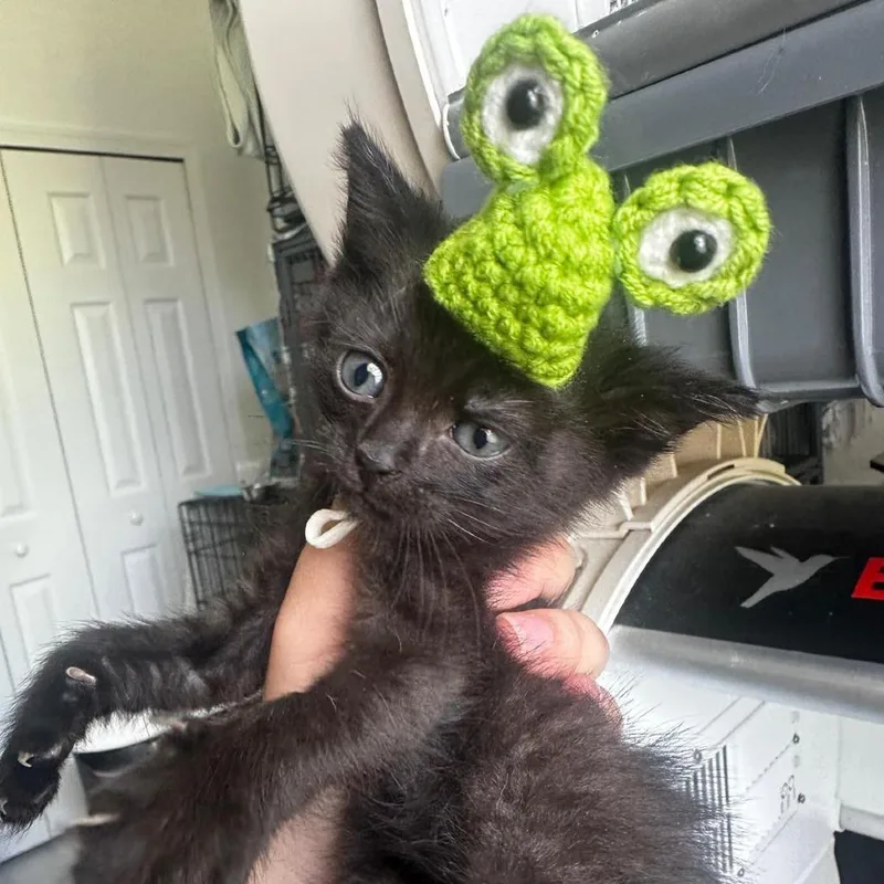 A young medium-sized female Black Domestic Short Hair cat named Pastelito for adoption in miami, FL