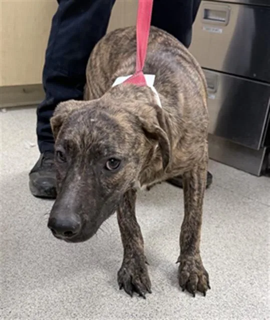A young medium-sized female German Shepherd Dog dog named Ramona for adoption in Riverside, CA