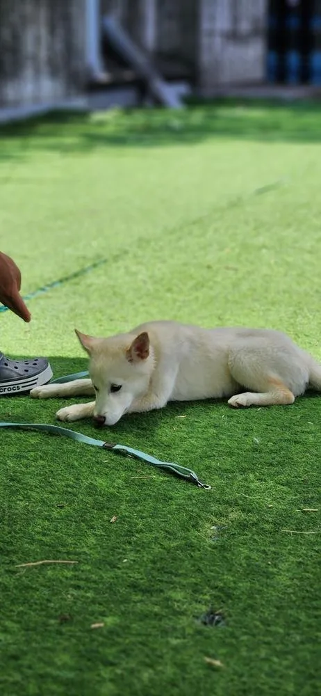 A baby small-sized female Jindo dog named Bell for adoption in Long Island City, NY