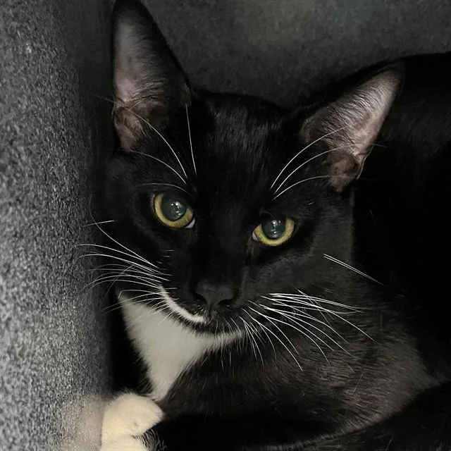 A young large-sized male Domestic Short Hair cat named Morty for adoption in Naples, FL