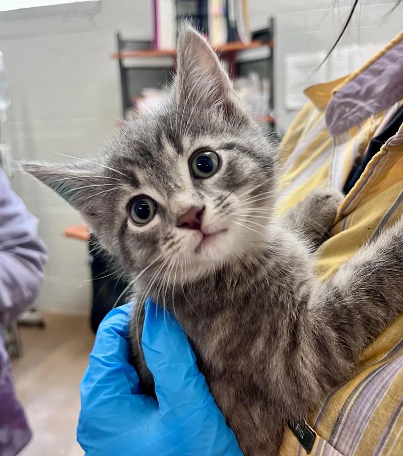 A baby medium-sized male Domestic Short Hair cat named Larvae for adoption in Cincinnati, OH