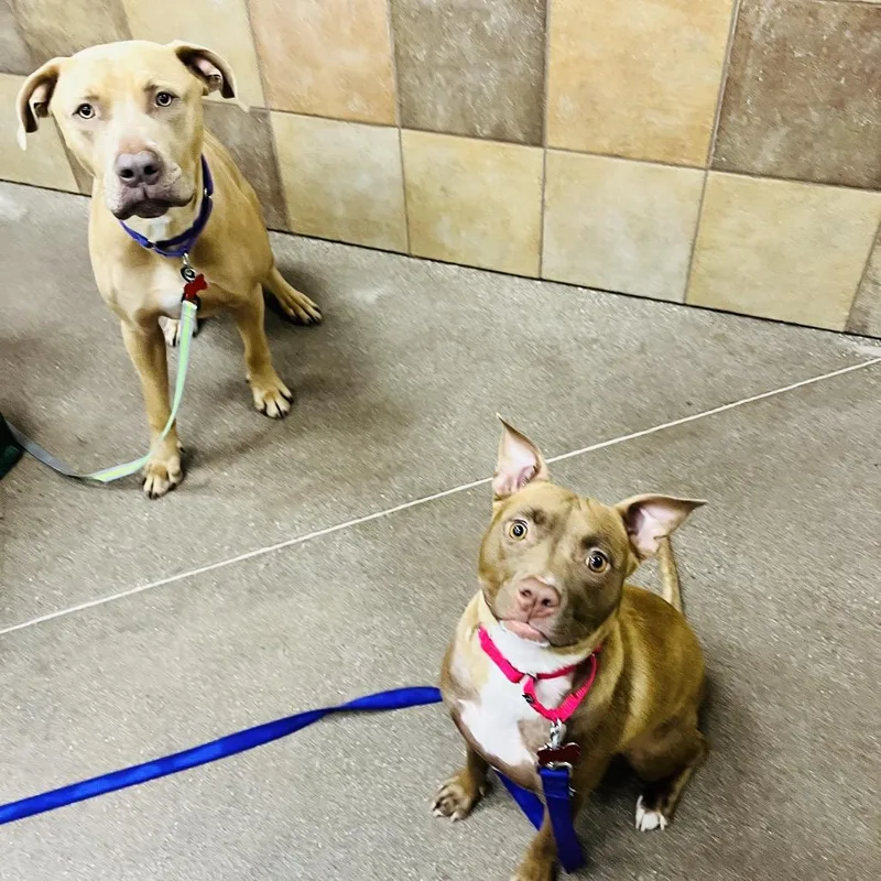 An adult medium-sized female Brown / Chocolate Pit Bull Terrier dog named Melody for adoption in Las Vegas, NV