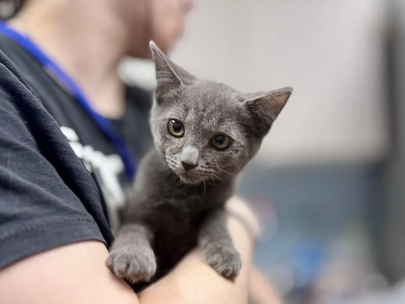 A young medium-sized male Domestic Short Hair cat named Ginger for adoption in Wooster, OH