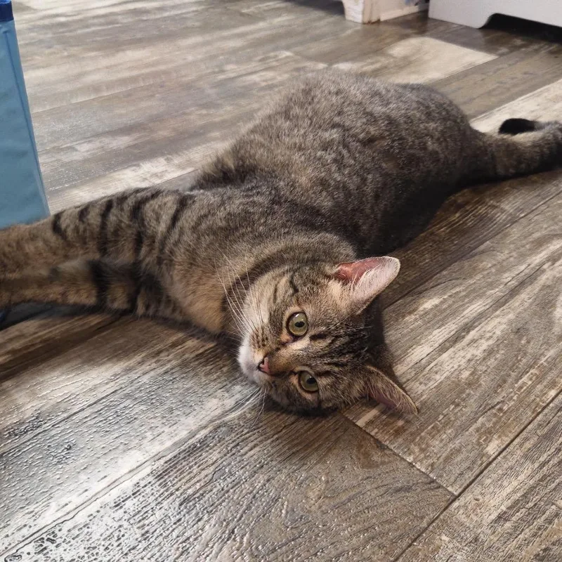 An adult medium-sized female Gray / Blue / Silver Domestic Short Hair cat named Smugglers Secret for adoption in Fredericksburg, VA