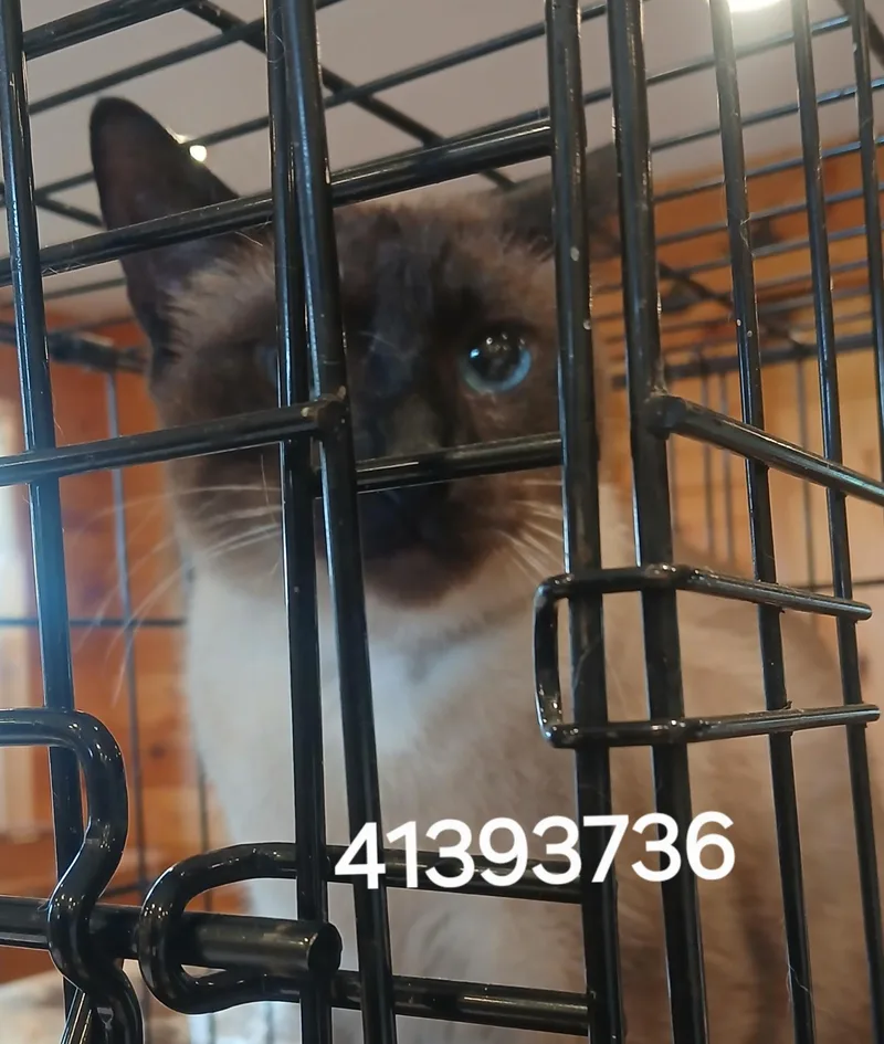 An adult medium-sized male Siamese cat named 41393736 for adoption in Lees Summit, MO