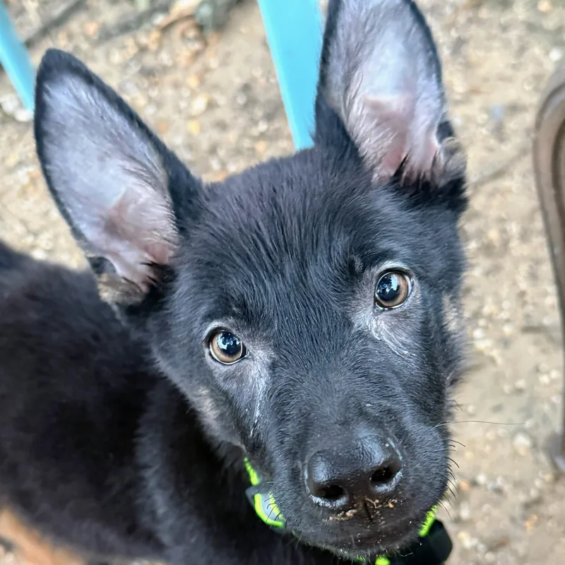 A baby medium-sized female Bicolor Belgian Shepherd / Malinois dog named Victoria for adoption in Baldwin, MD