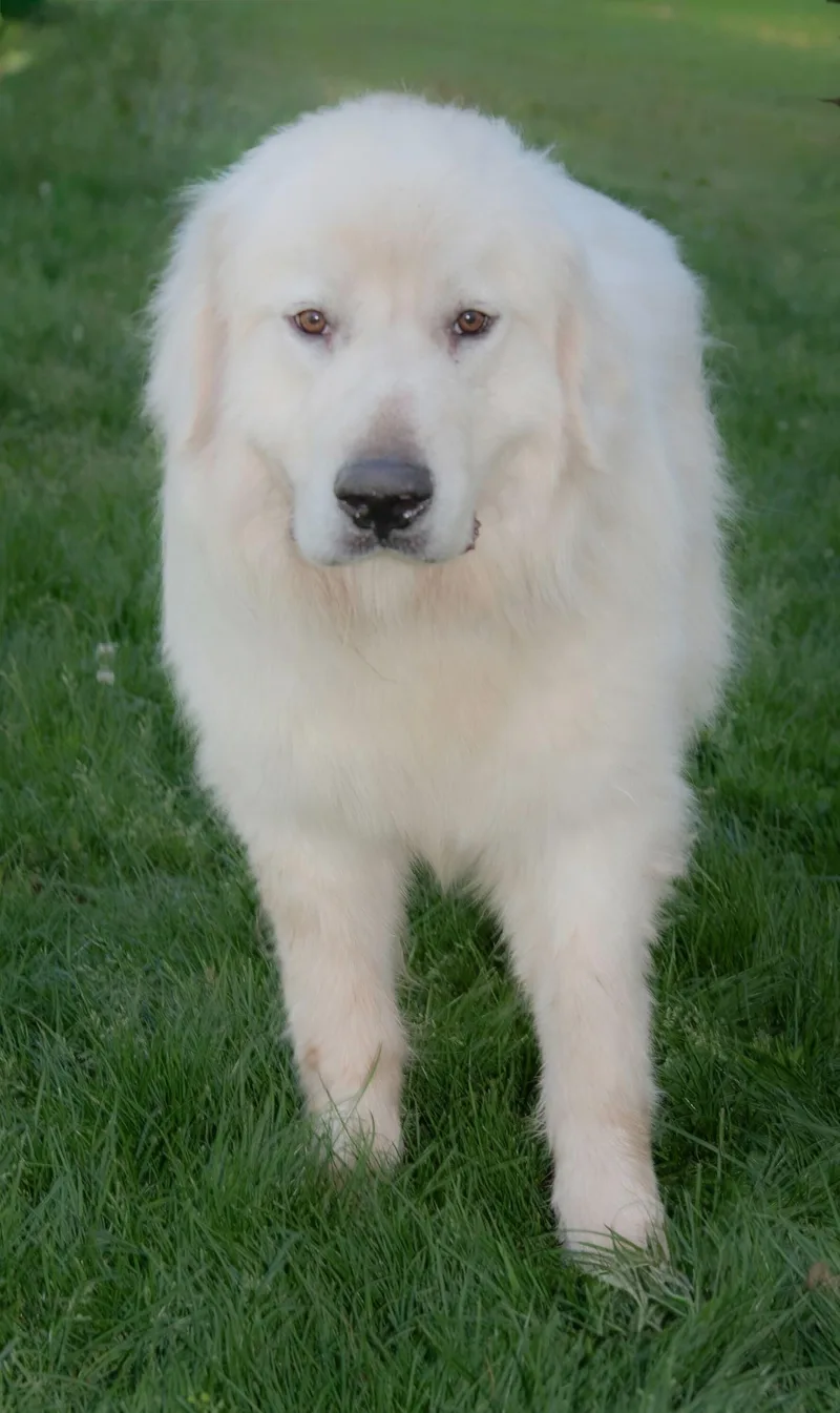 An adult large-sized male White / Cream Great Pyrenees dog named Judo for adoption in Nashville, TN