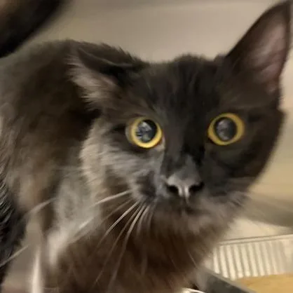 A young small-sized female Black Domestic Short Hair cat named Olive for adoption in Asheville, NC