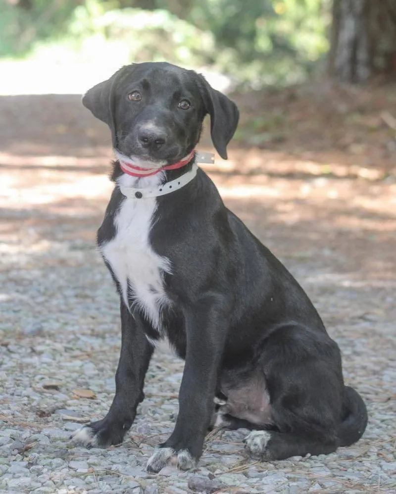 A baby medium-sized male Tricolor (Brown, Black, & White) Mixed Breed dog named Sammer for adoption in Groveland, MA