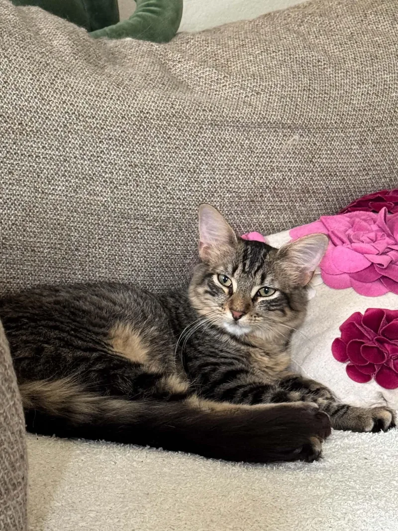 A young small-sized female Domestic Long Hair cat named Mildred Dub for adoption in Rosenberg, TX