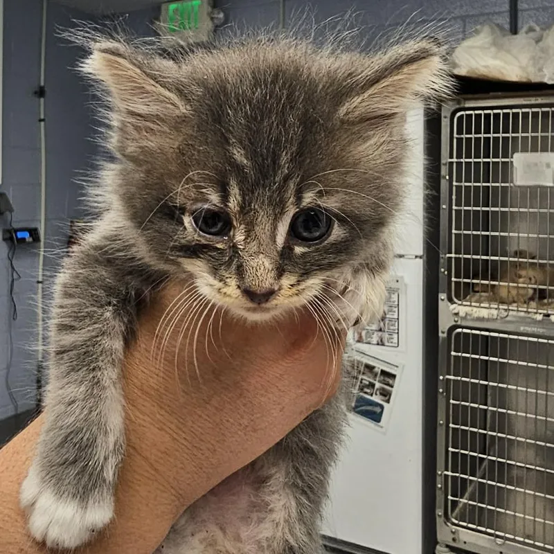 A baby small-sized male Gray / Blue / Silver Domestic Short Hair cat named Robbie for adoption in Martinsville, VA