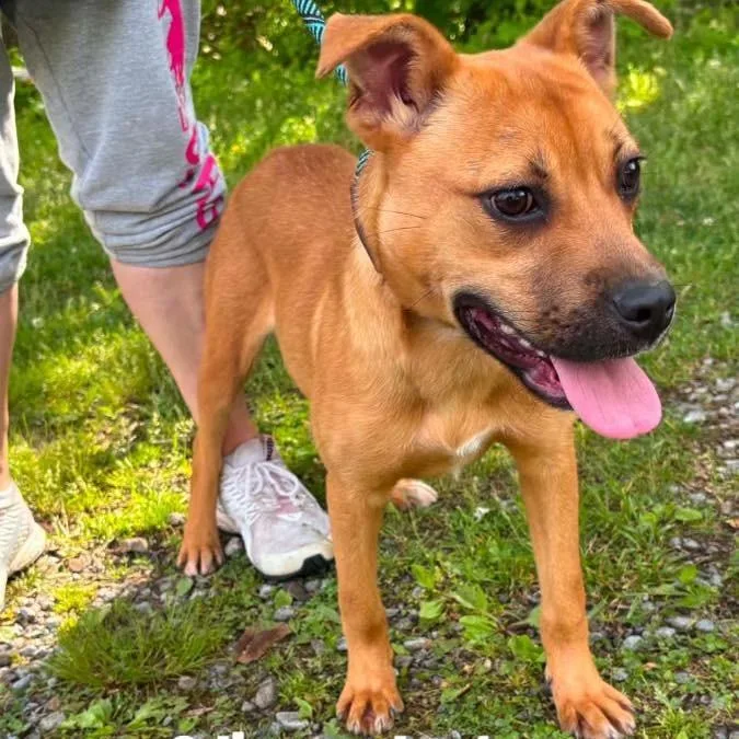 A young medium-sized male Red / Chestnut / Orange Terrier dog named Odie for adoption in Alexandria, VA
