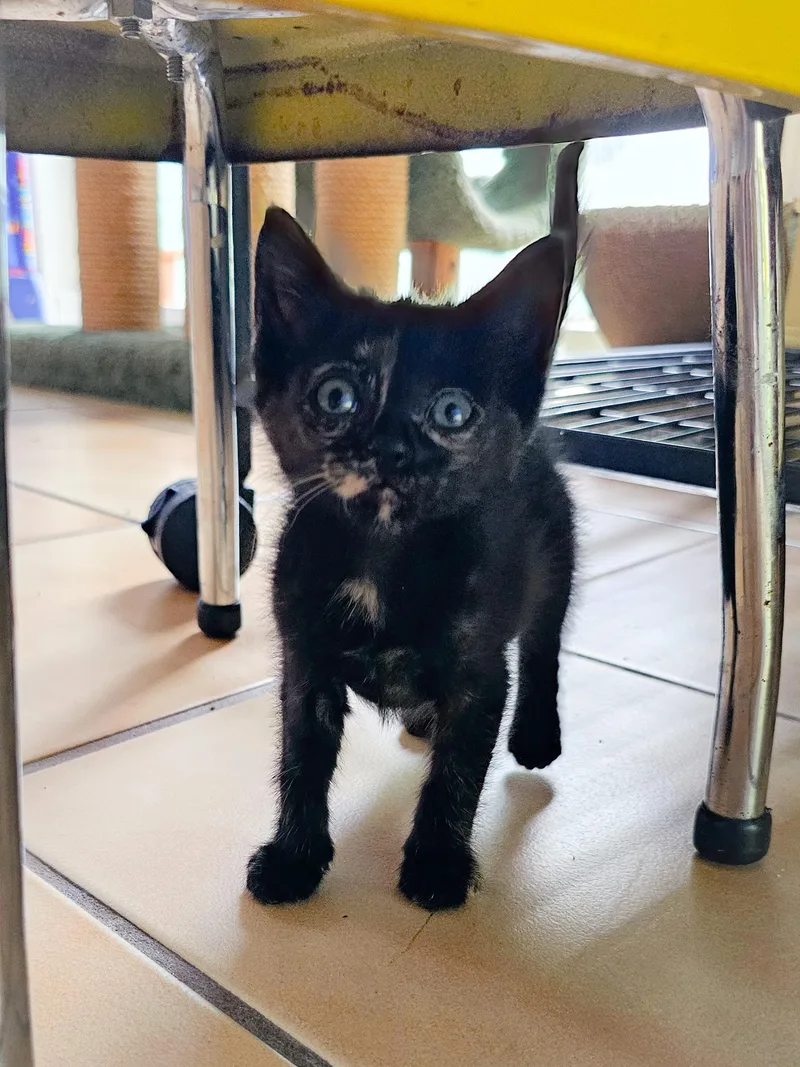 A young medium-sized female Tortoiseshell Domestic Short Hair cat named Billie Jean for adoption in Naples, FL
