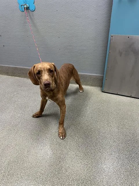 A young large-sized male Mastiff dog named Bluford for adoption in Las Vegas, NV