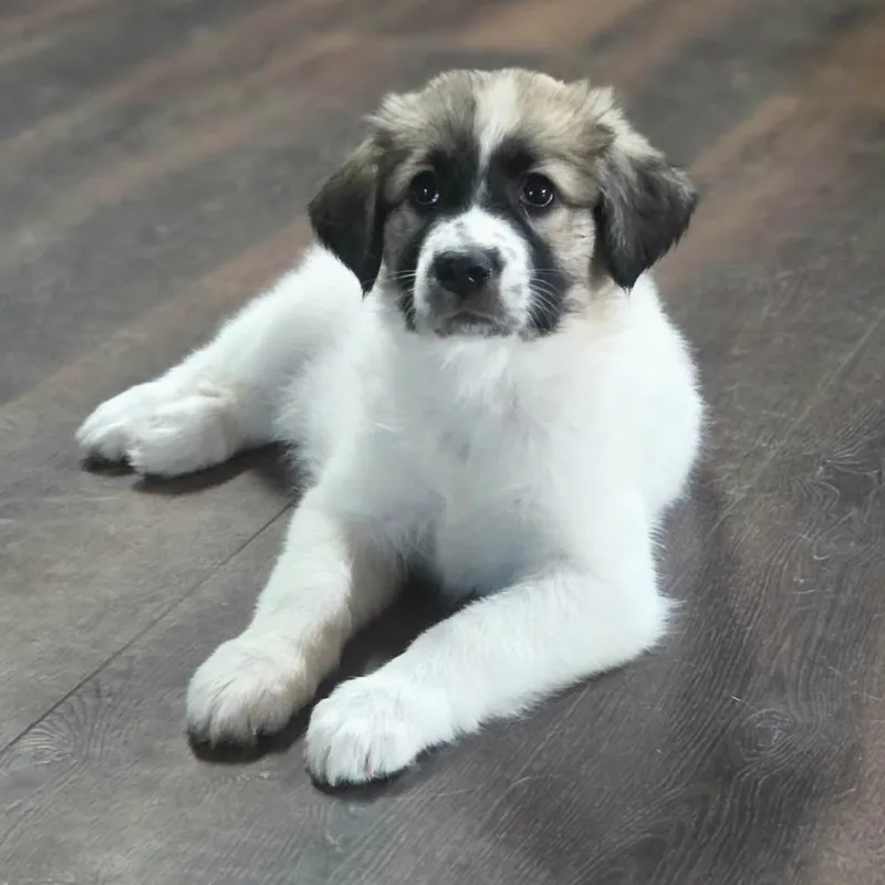 A baby large-sized female White / Cream Great Pyrenees dog named Whisper for adoption in Lima, OH