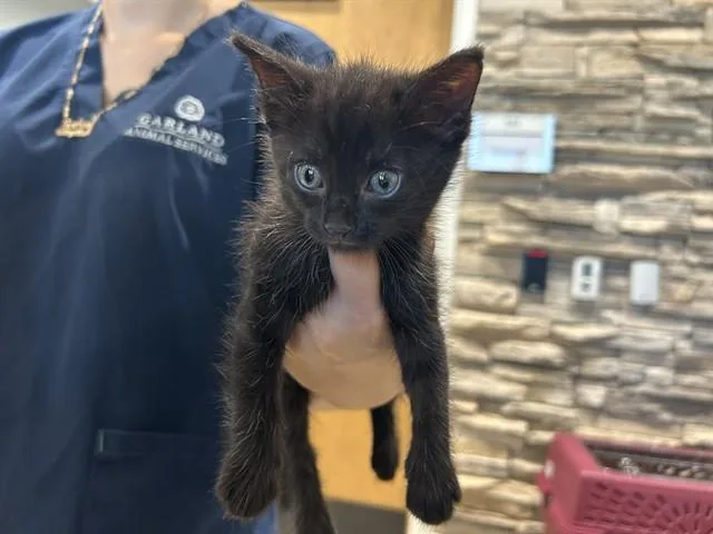 Toothless