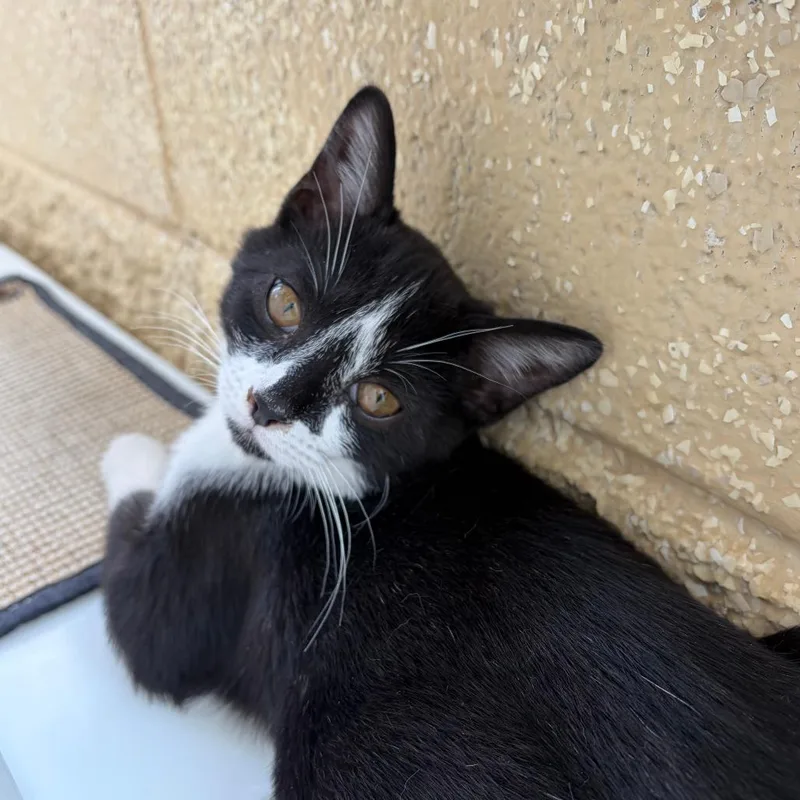 An adult medium-sized female Black Domestic Short Hair cat named Penny for adoption in Deerfield, IL