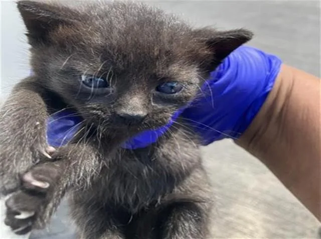 A baby medium-sized male Domestic Short Hair cat named Shade for adoption in Dallas, TX